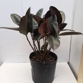 10" ficus burgundy