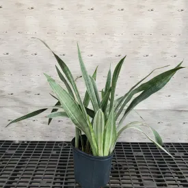 10" sansevieria sayuri