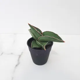 2" samurai sansevieria