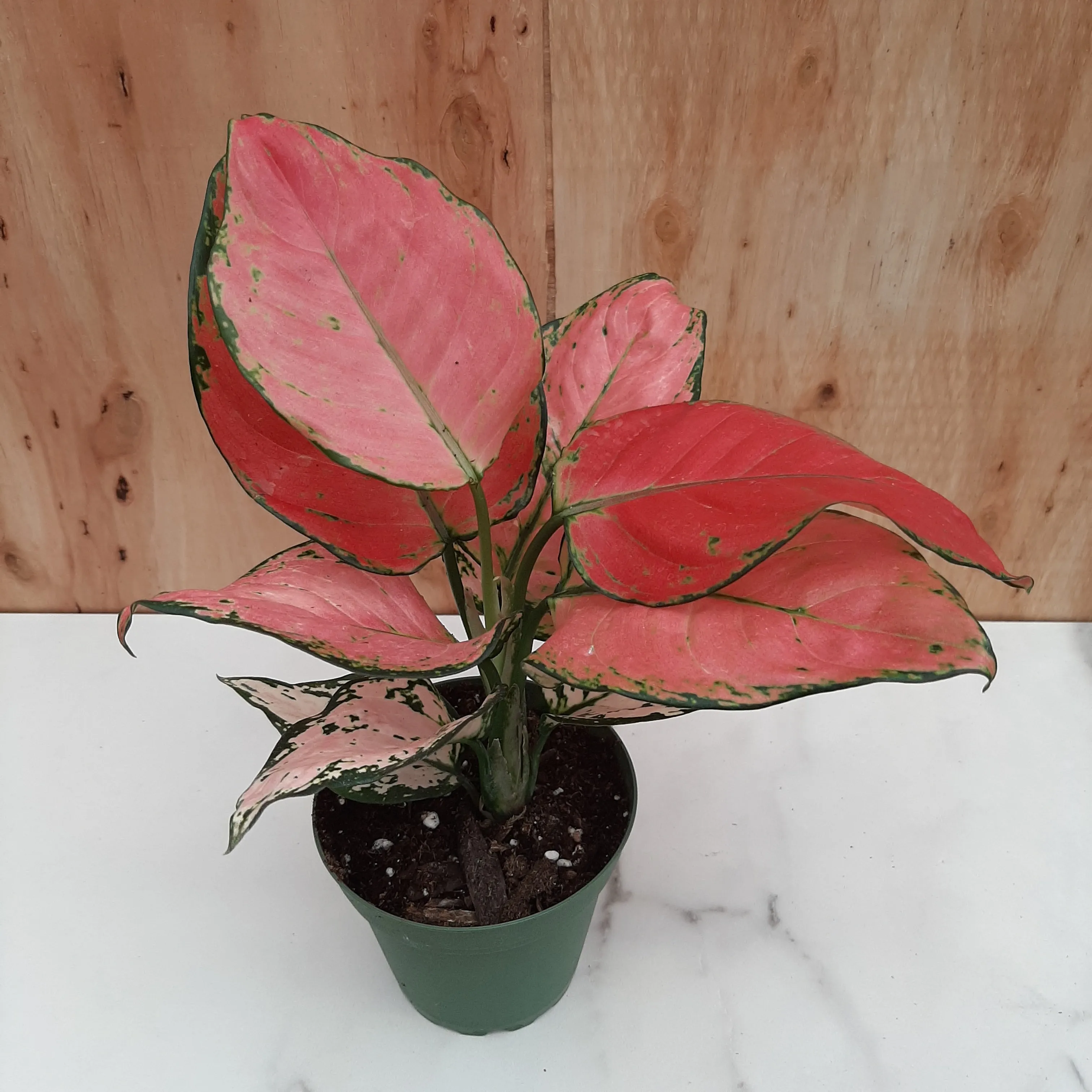 4" aglaonema lucky red