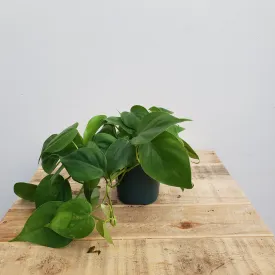 4" philodendron cordatum