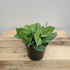 4" philodendron silver satin