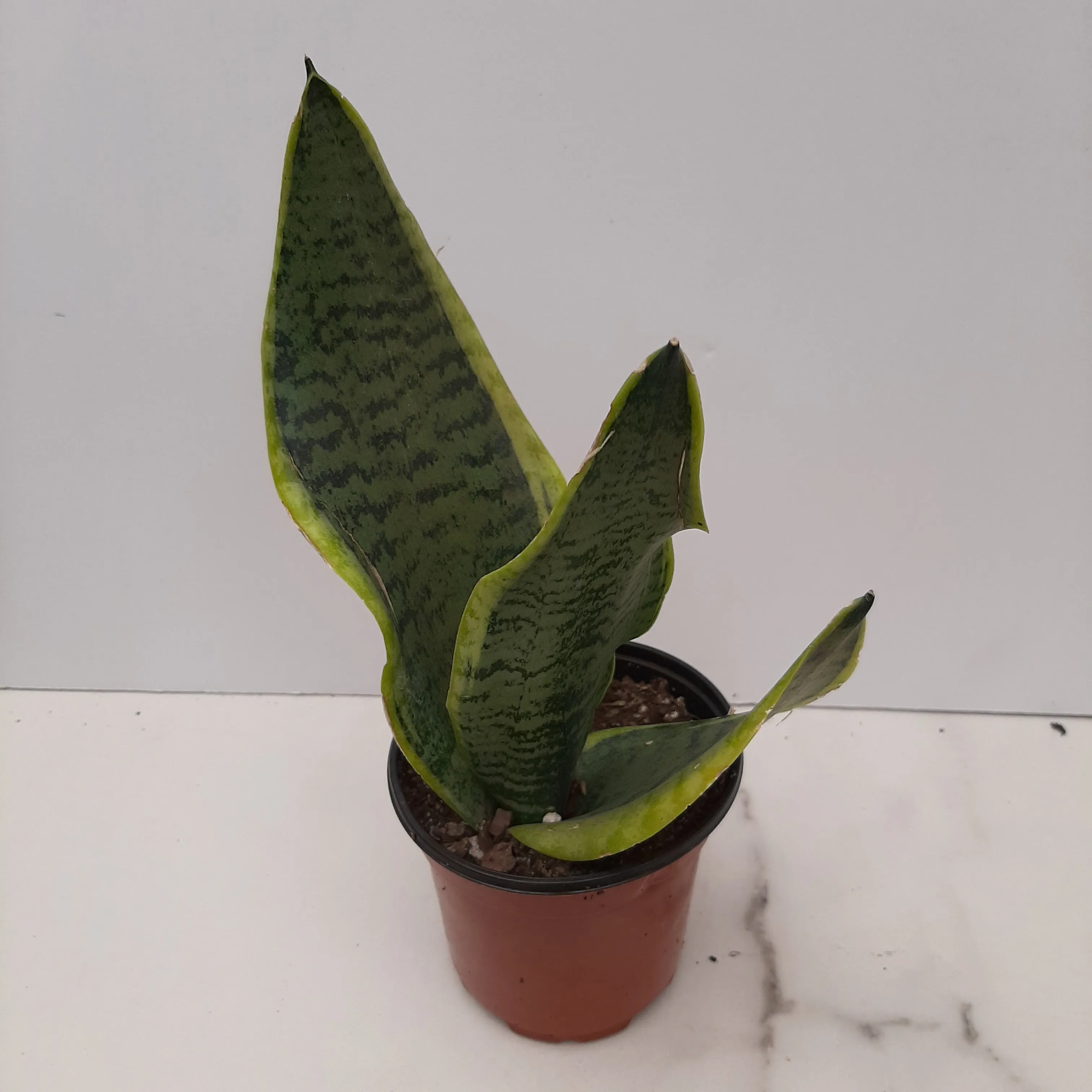 4" sansevieria superba