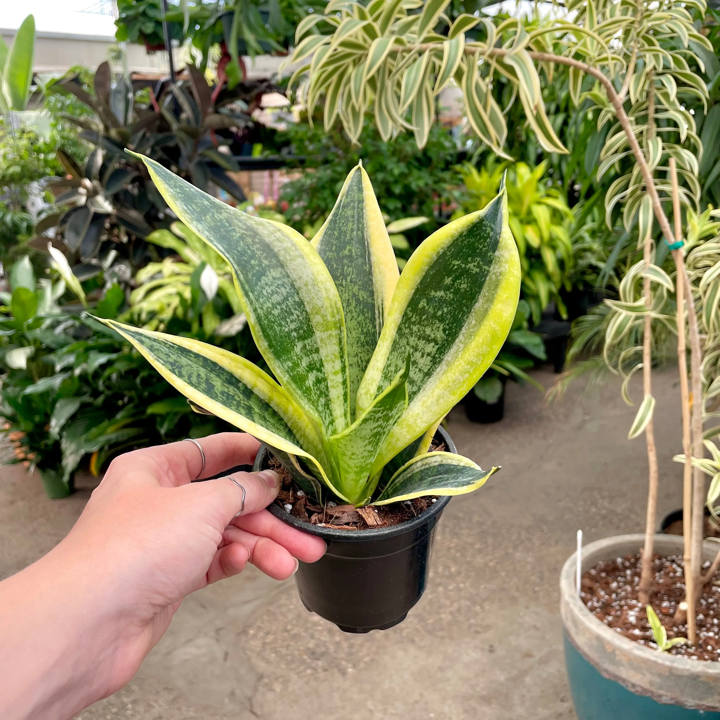 4" sansevieria superba