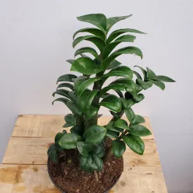 6" zamioculas zamifolia zenzi