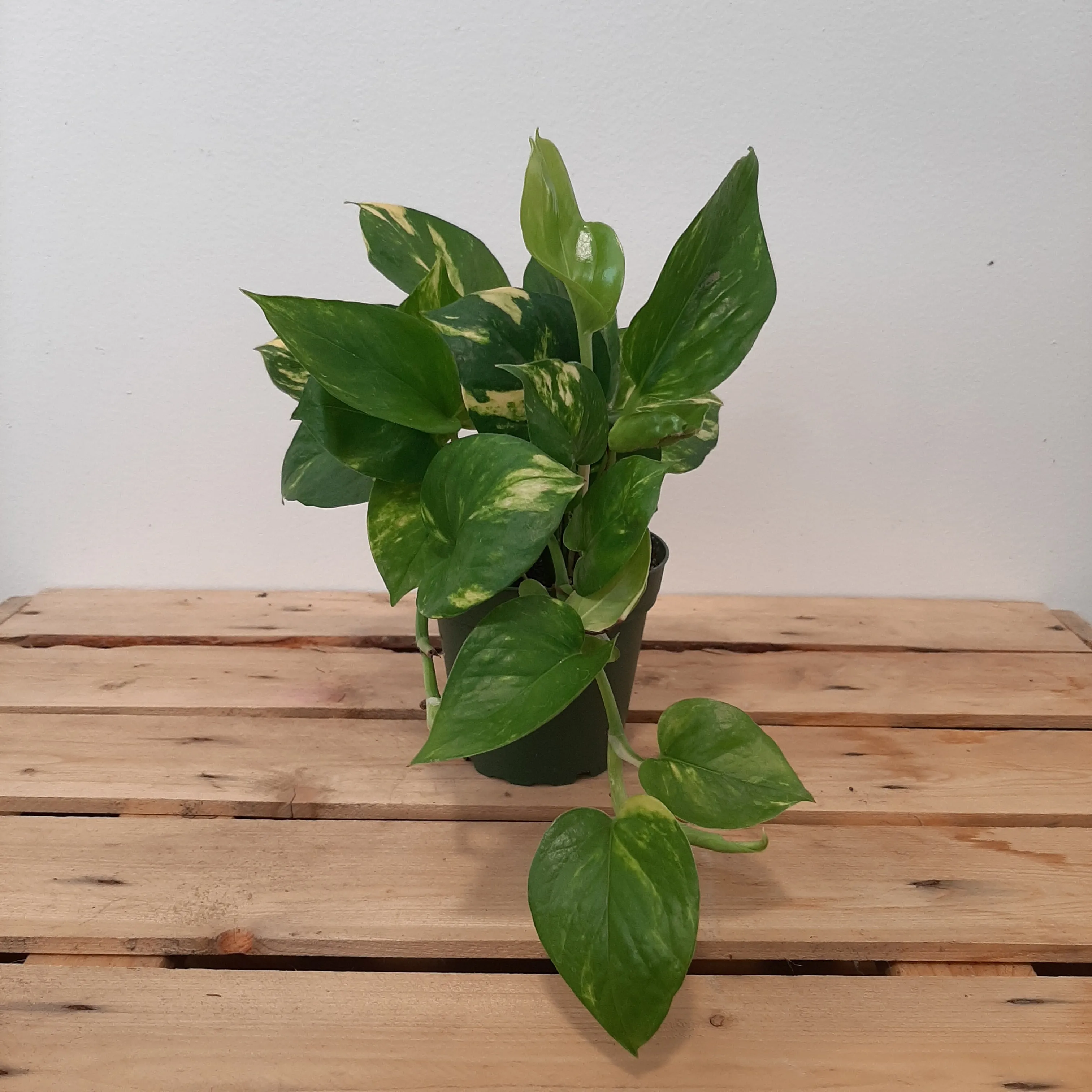 hawaiin pothos