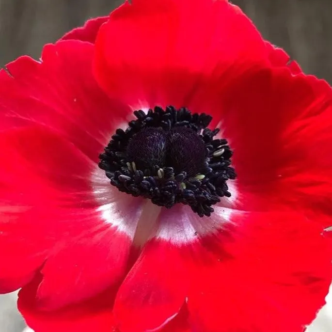 Red Anemone Flower